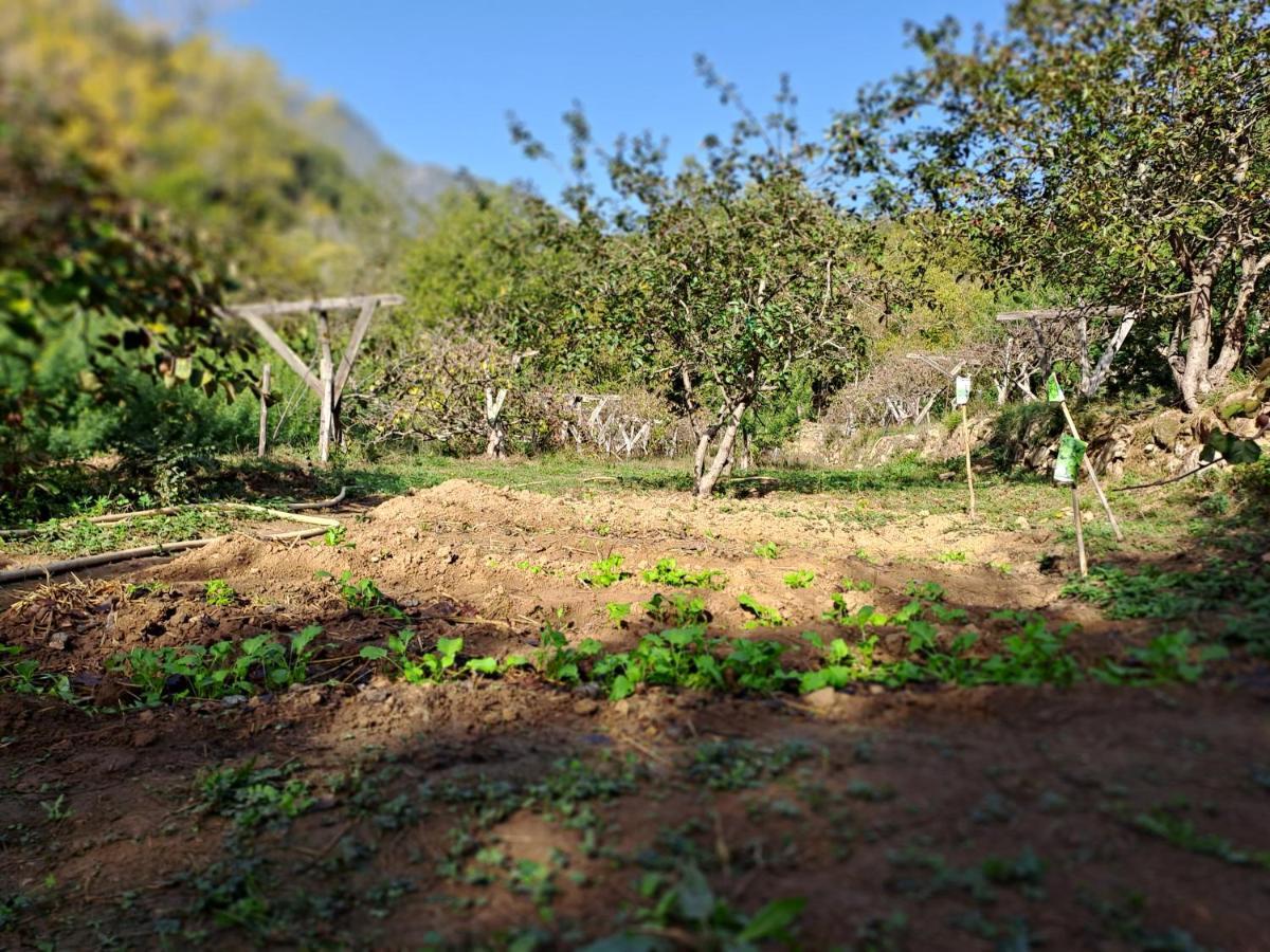 Agricamping Ponteraggio N.1 Hotel Dolceacqua Ngoại thất bức ảnh