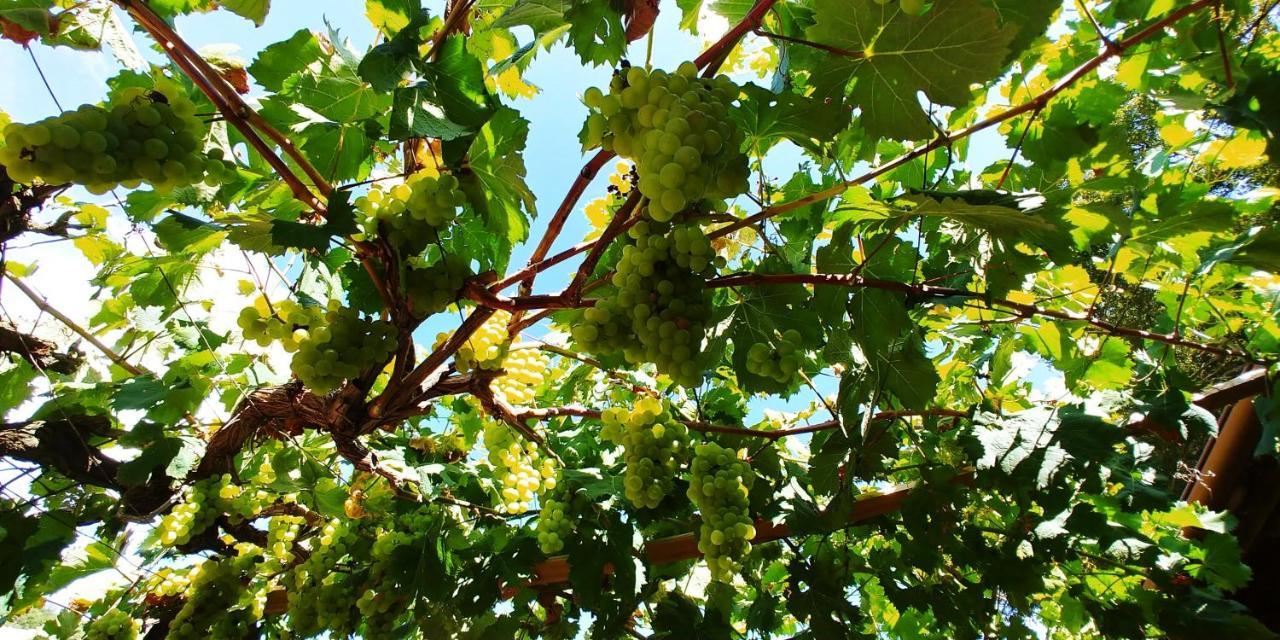 Agricamping Ponteraggio N.1 Hotel Dolceacqua Ngoại thất bức ảnh