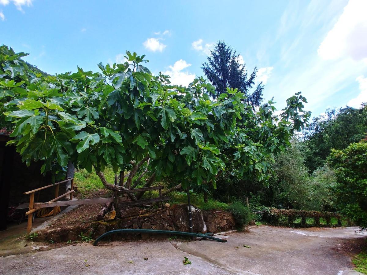 Agricamping Ponteraggio N.1 Hotel Dolceacqua Ngoại thất bức ảnh